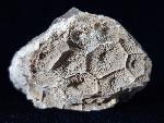 Acroycathus foliformis ORBIGNY 1849 - Bild © FossNet FossilienStore